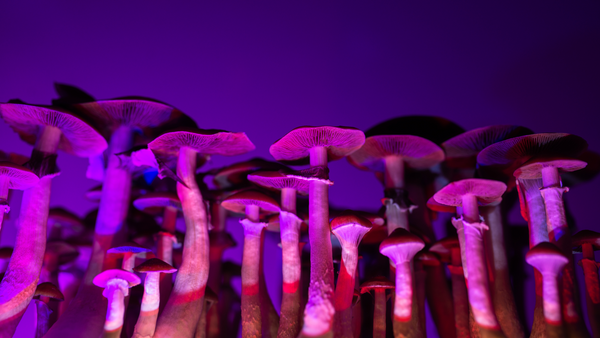 What to Know Before Mixing Psychedelics and VR